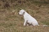 DOGUE ARGENTIN 175